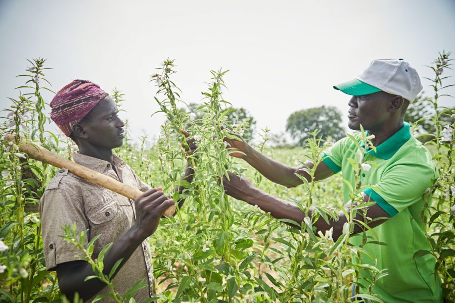 Nigeria’s Farm Exports Drop to N786bn, Imports Hit N1.10trn